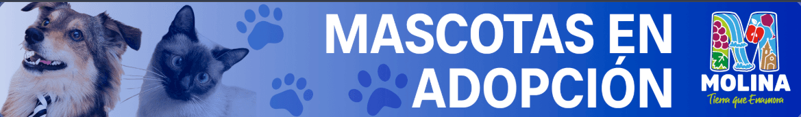 Mascotas en adopción